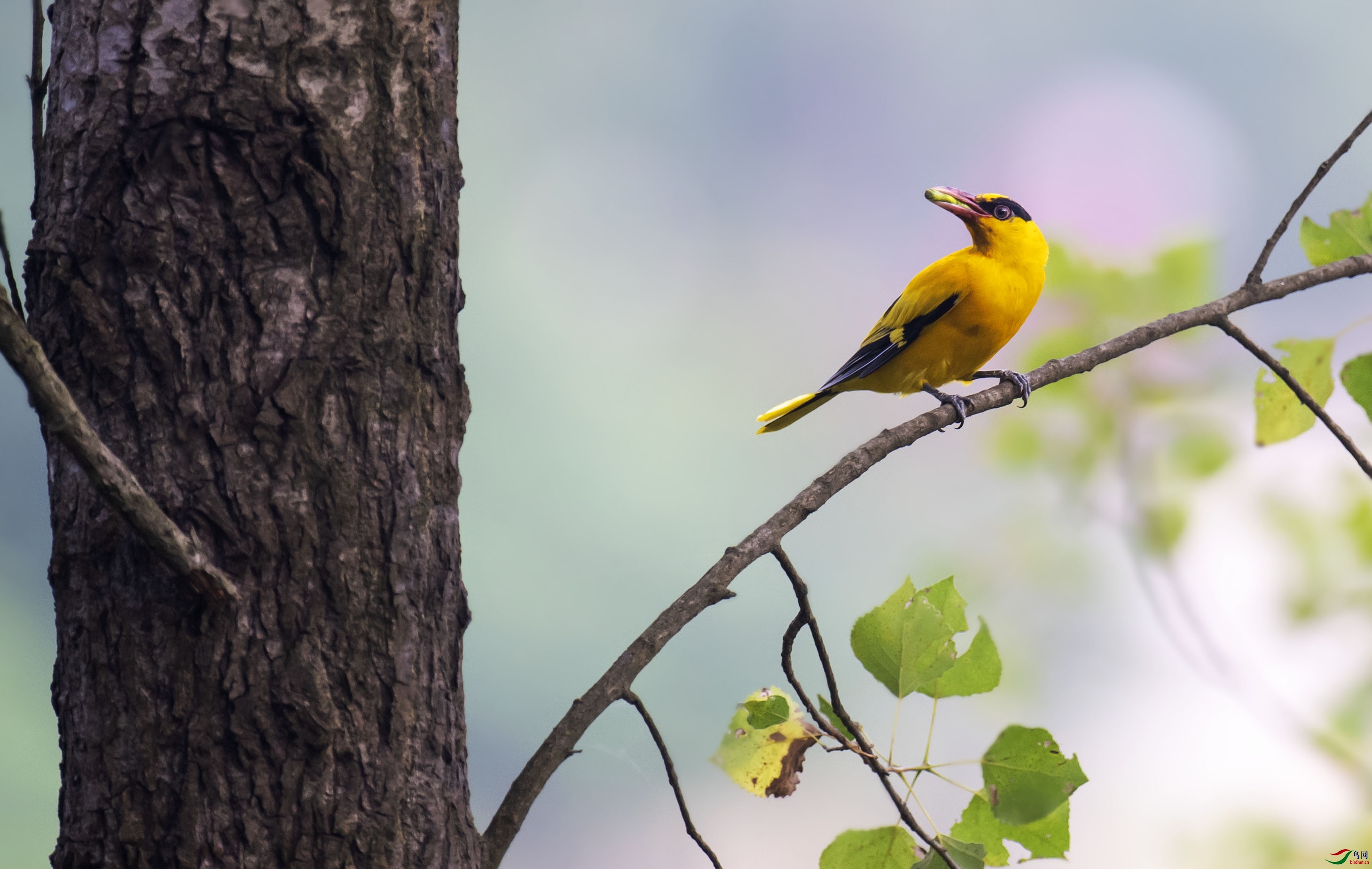 一只黄鹂站枝头