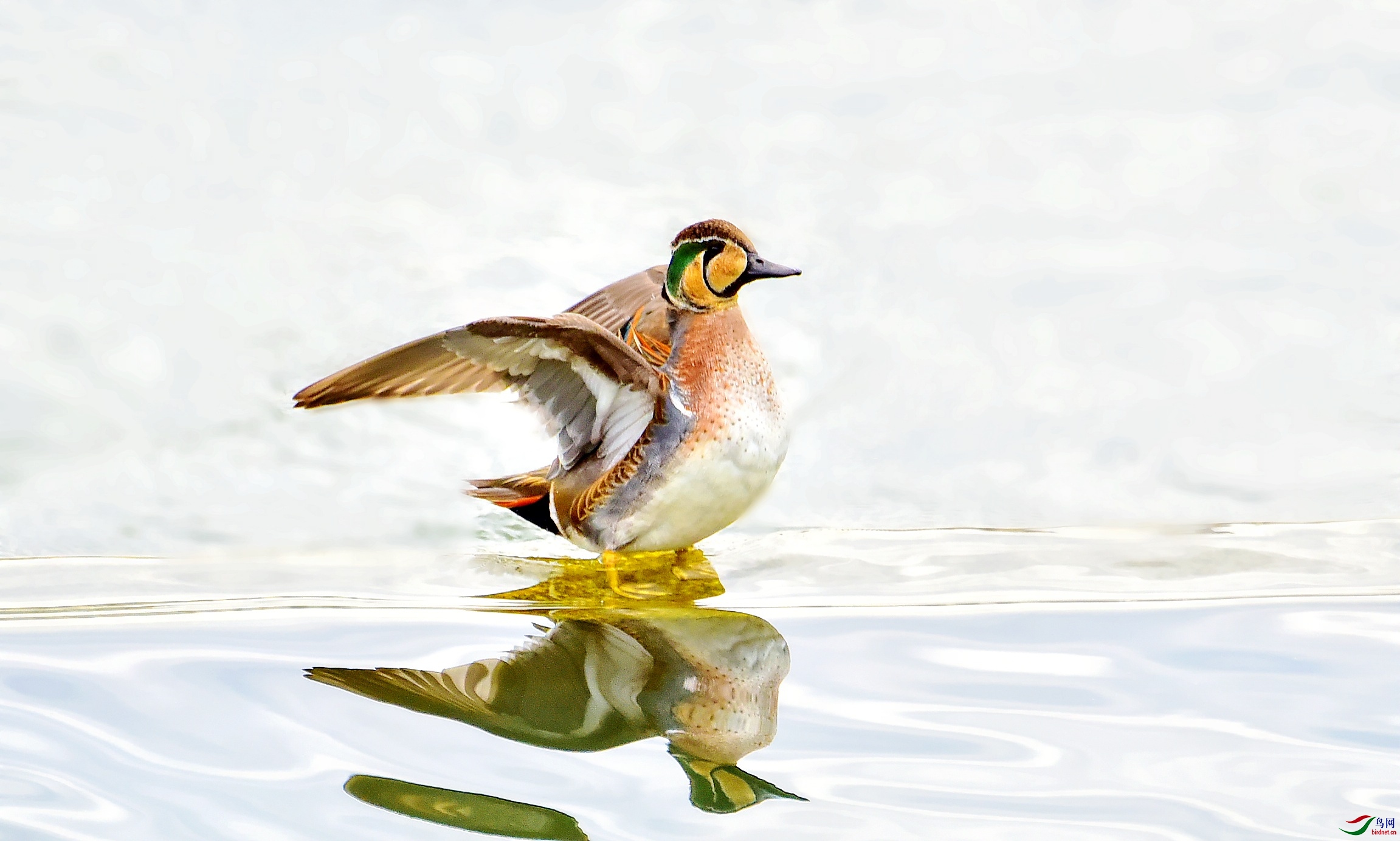 DSC_1056_conew1.jpg