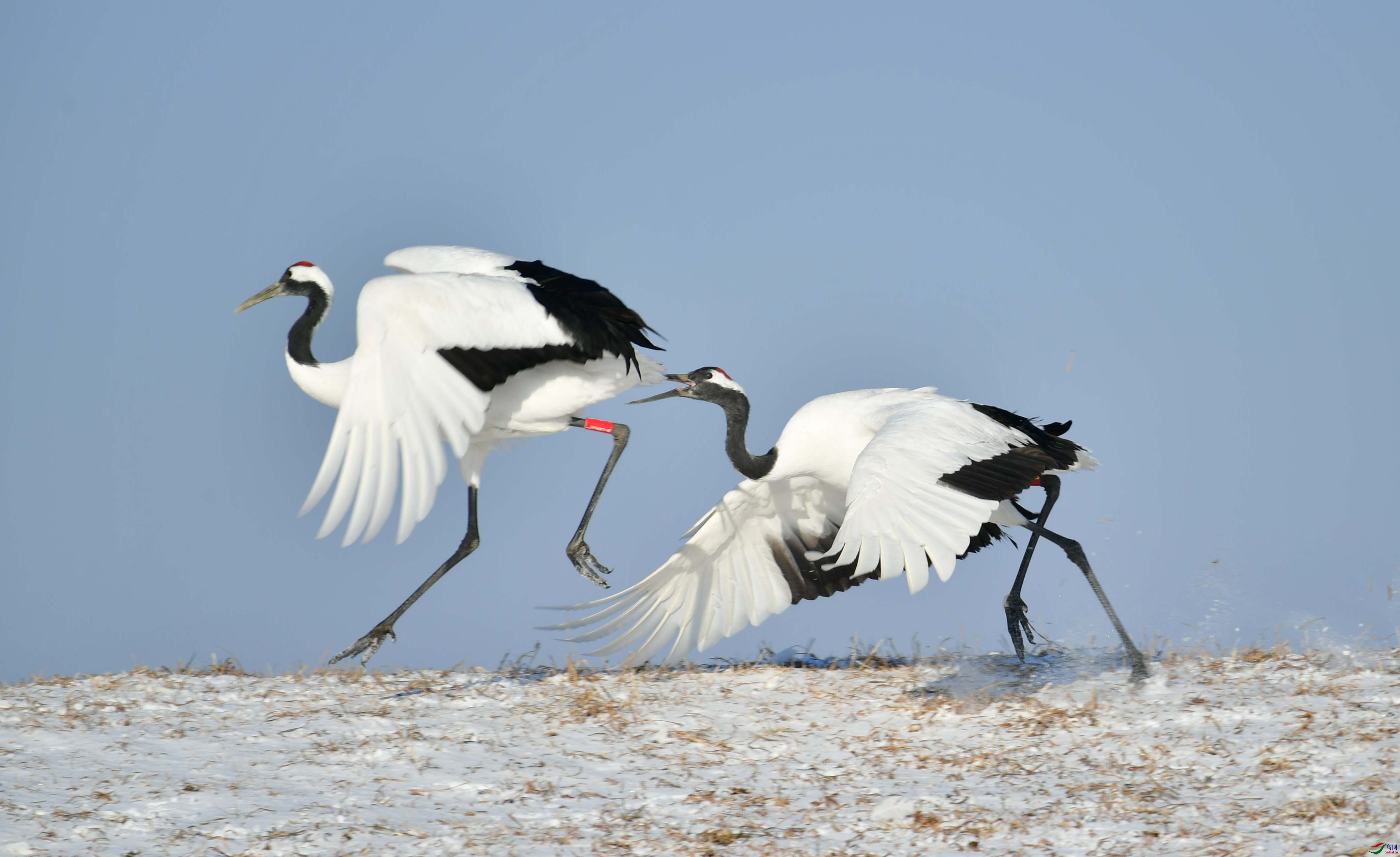 DSC_0564_���� - ����.jpg