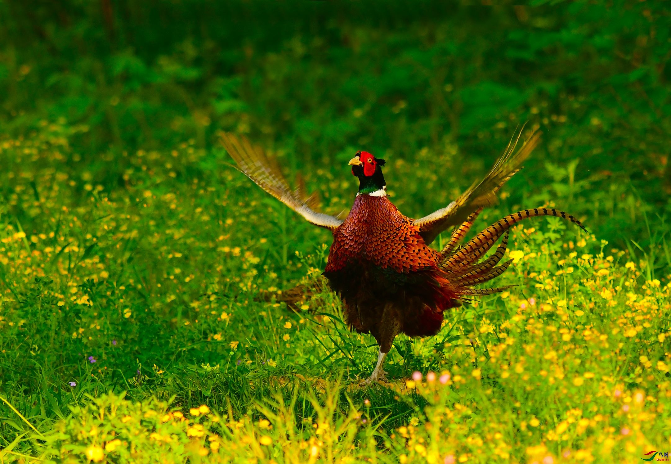 雉鸡展翅