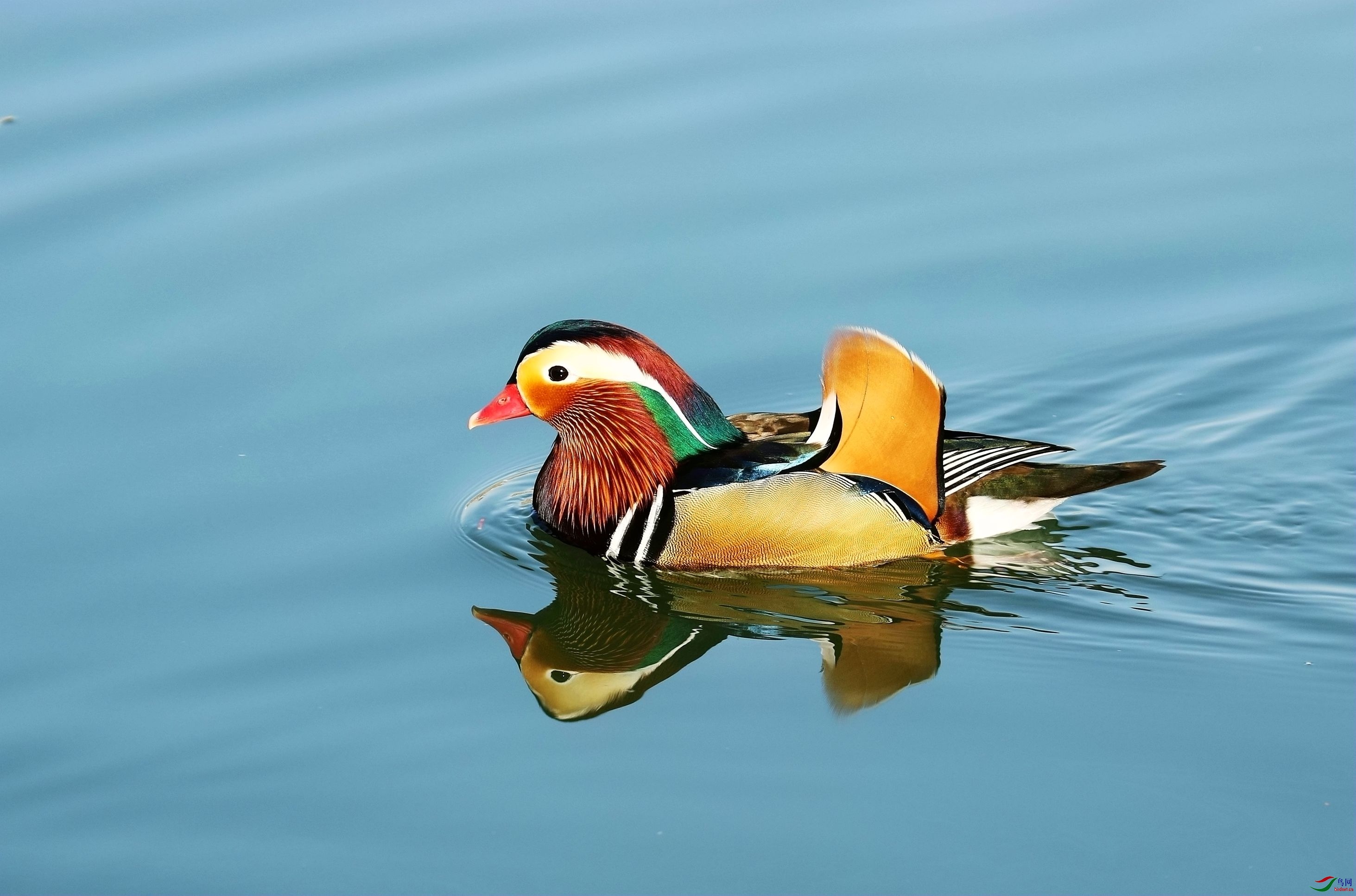 湖水湛蓝鸳鸯美