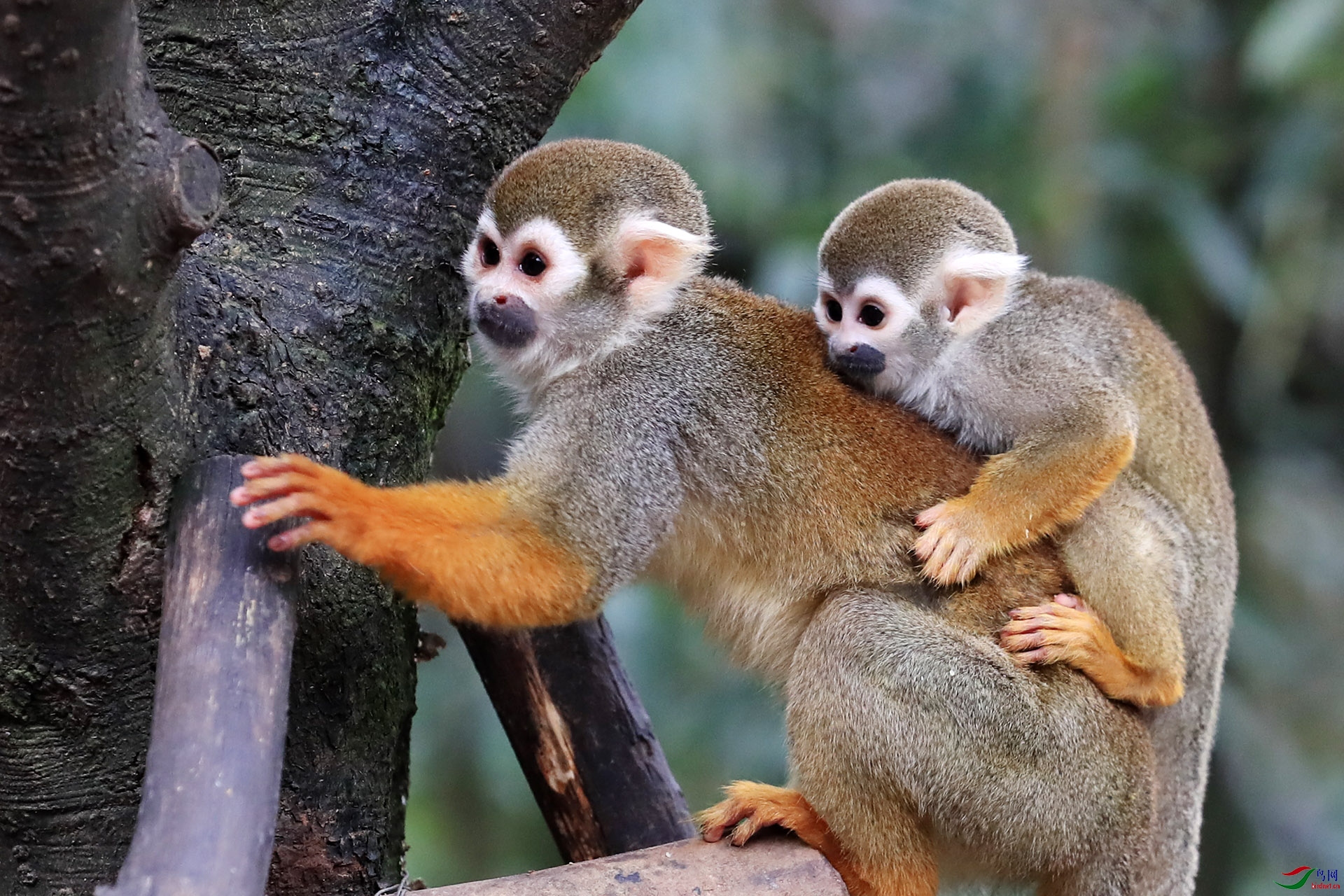 松鼠猴066.jpg