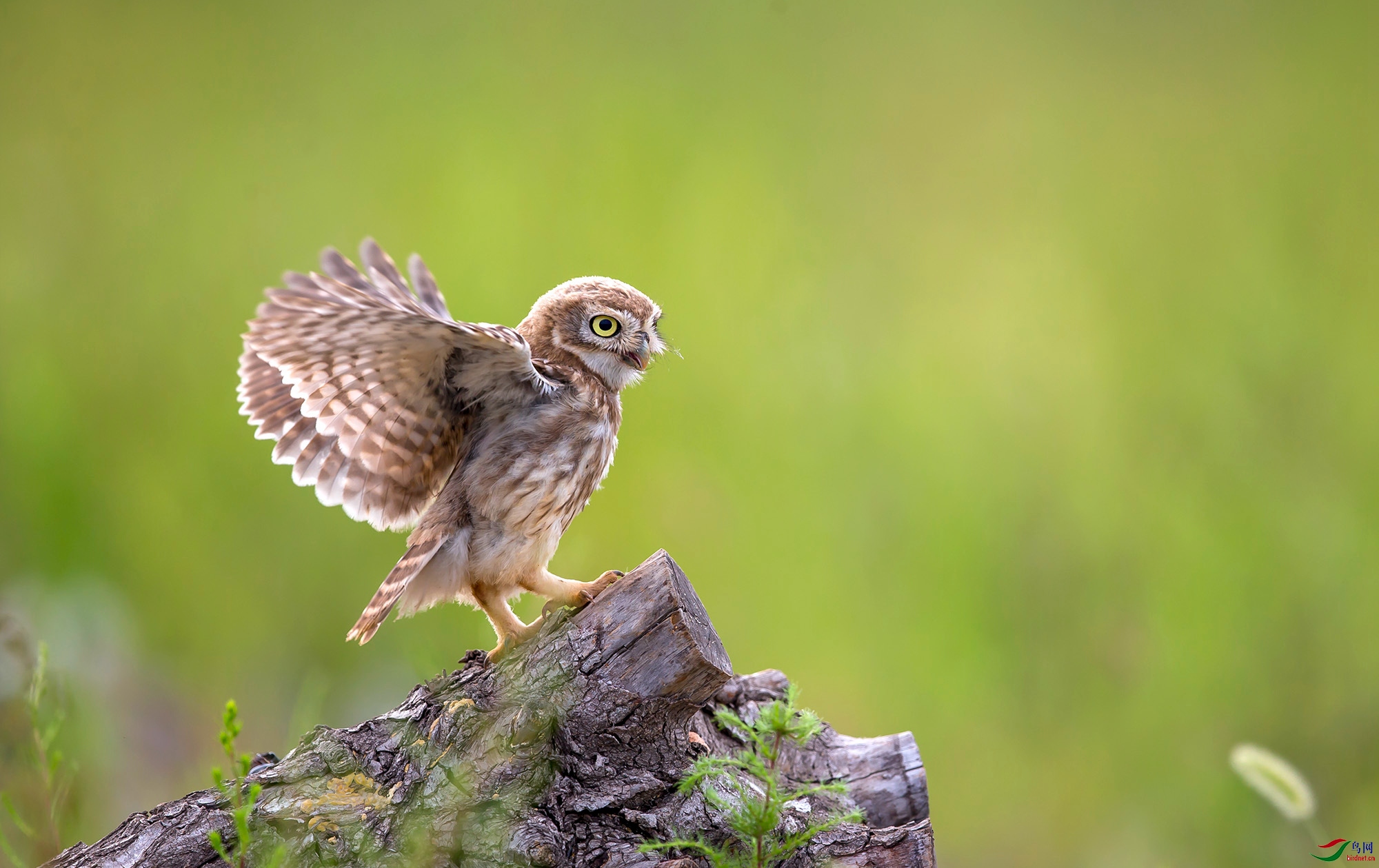 ���Ƹ�С�^