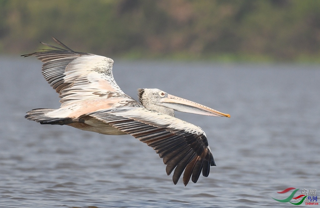 wuwenanbfsu ��ʦ�����ڼ���կ.jpg