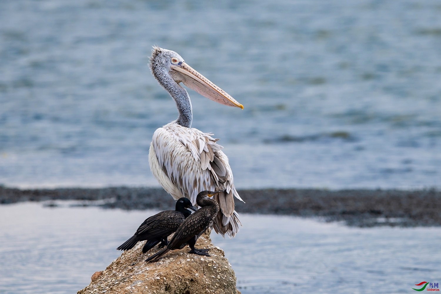 ��ľ���� ��ʦ������ӡ�ȣ�0.jpg