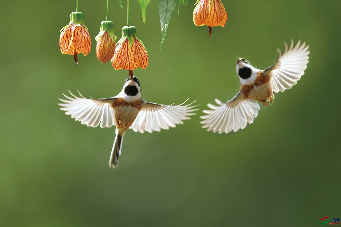 中国蜂鸟(祝贺荣获首页鸟类精华)
