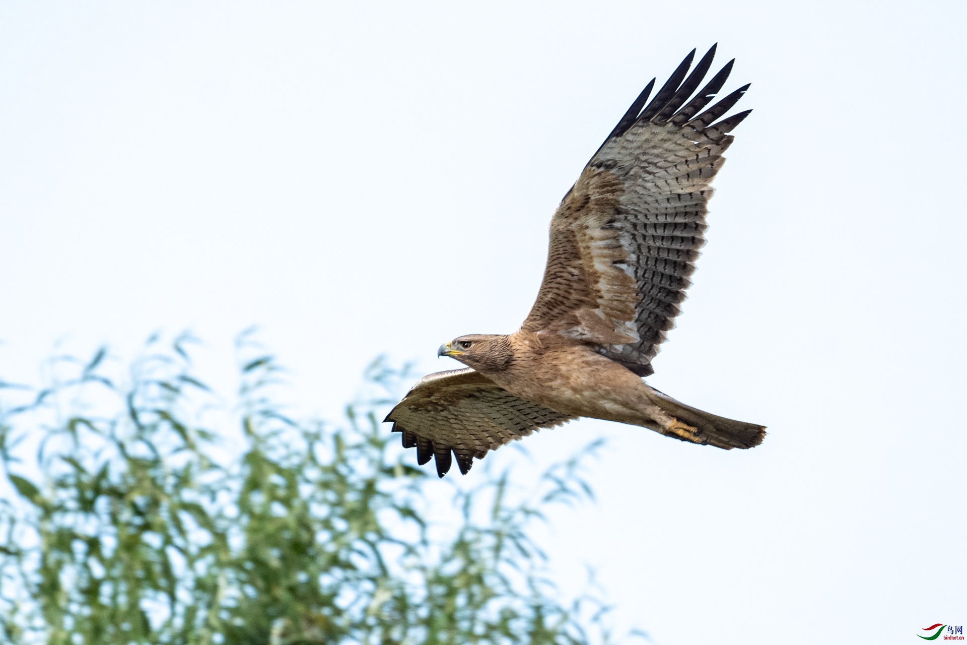 DSC_1778-2.jpg