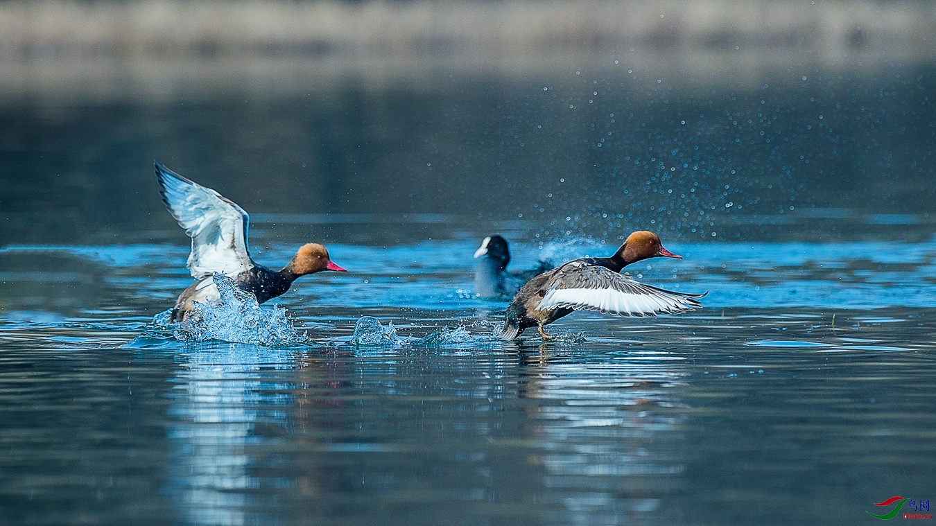 XCG_8796 - ����.jpg