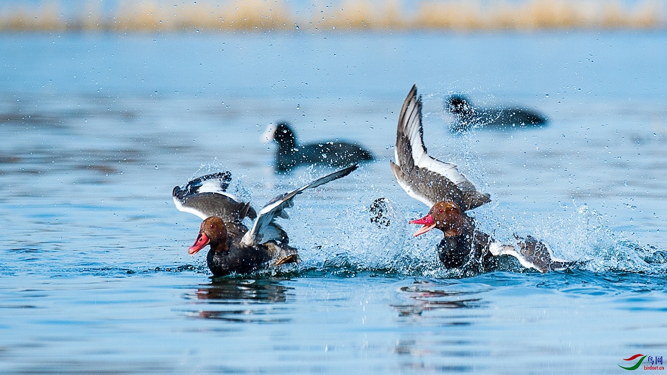 XCG_7918 - ����.jpg