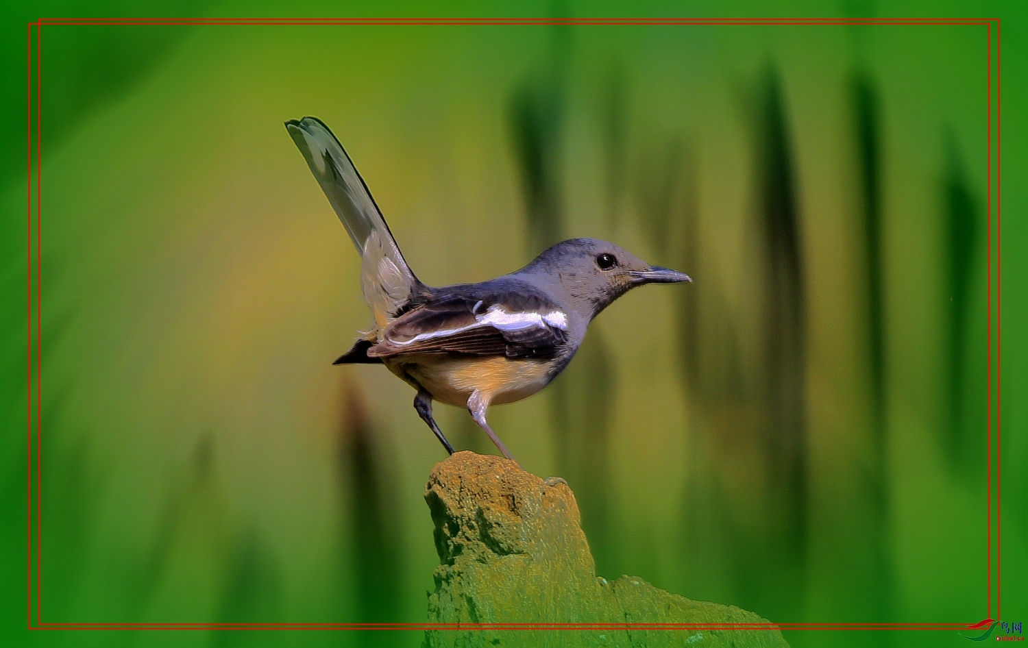 Ԫ�����֣�