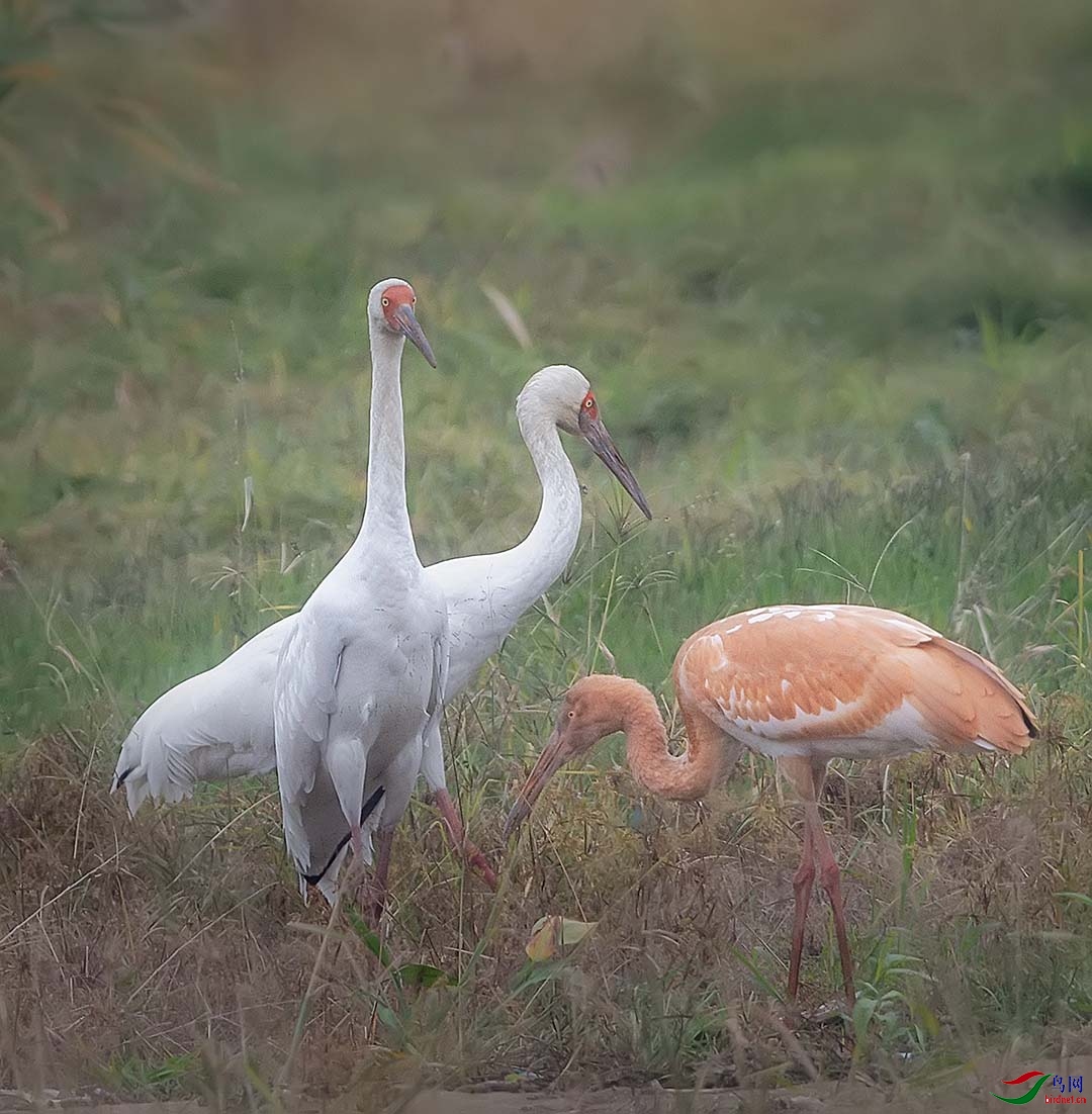 �׺�һ������