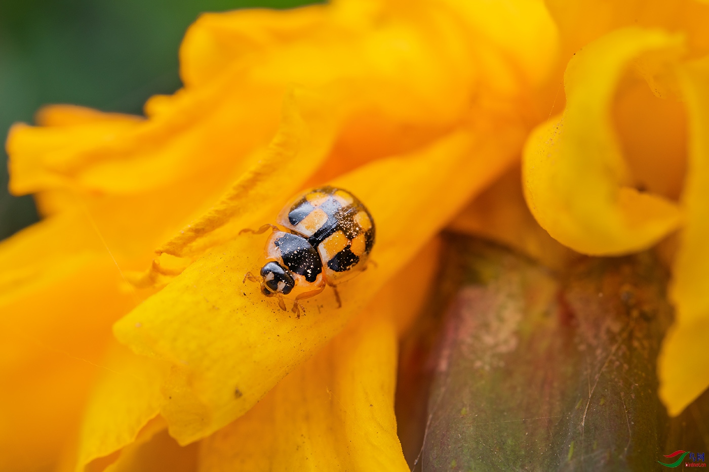 赏花------龟纹瓢虫