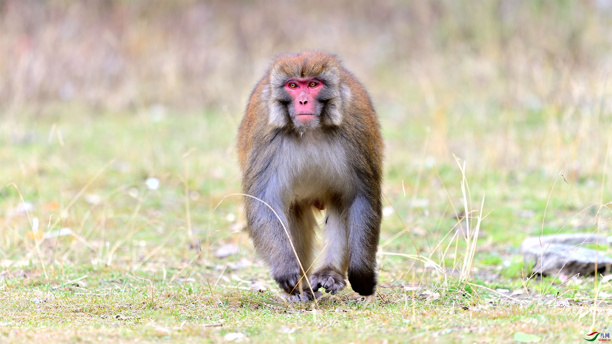 高原漫步(藏酋猴)