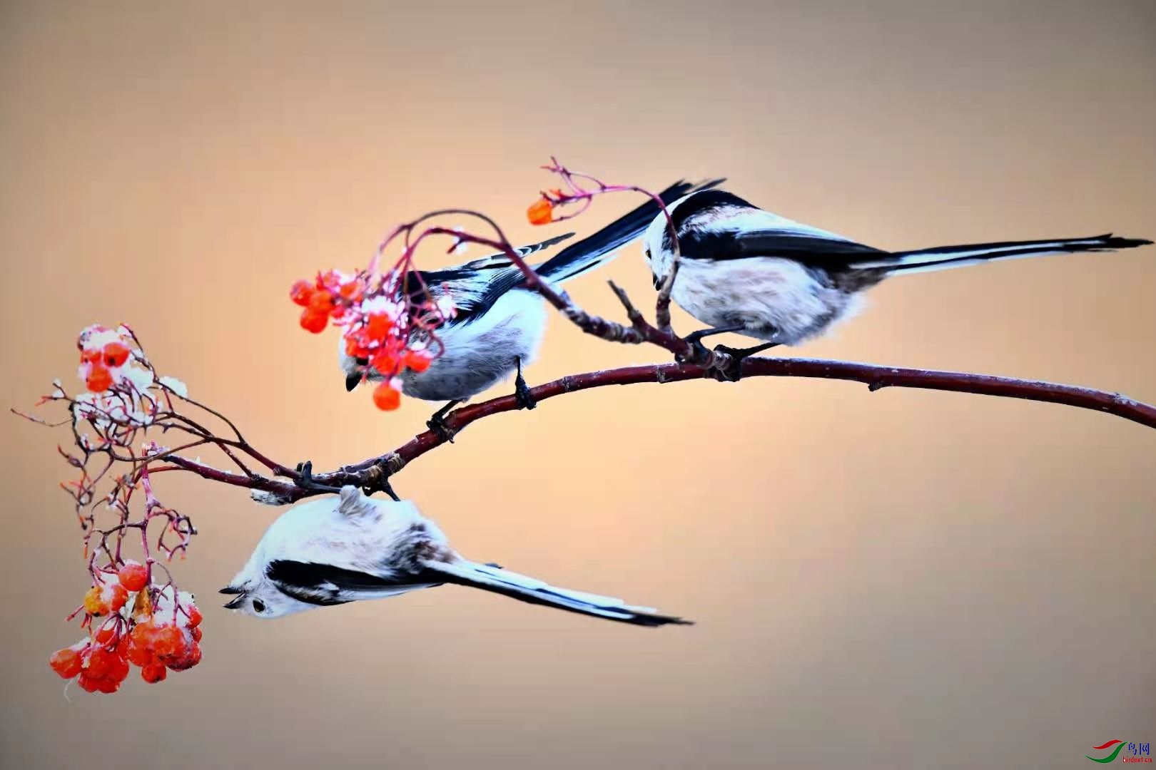 e607551a4a58532d31f971182f60c68.jpg