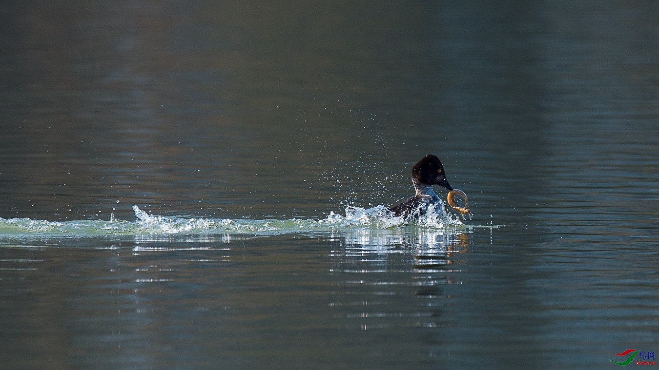 XCG_4285 - ����.jpg