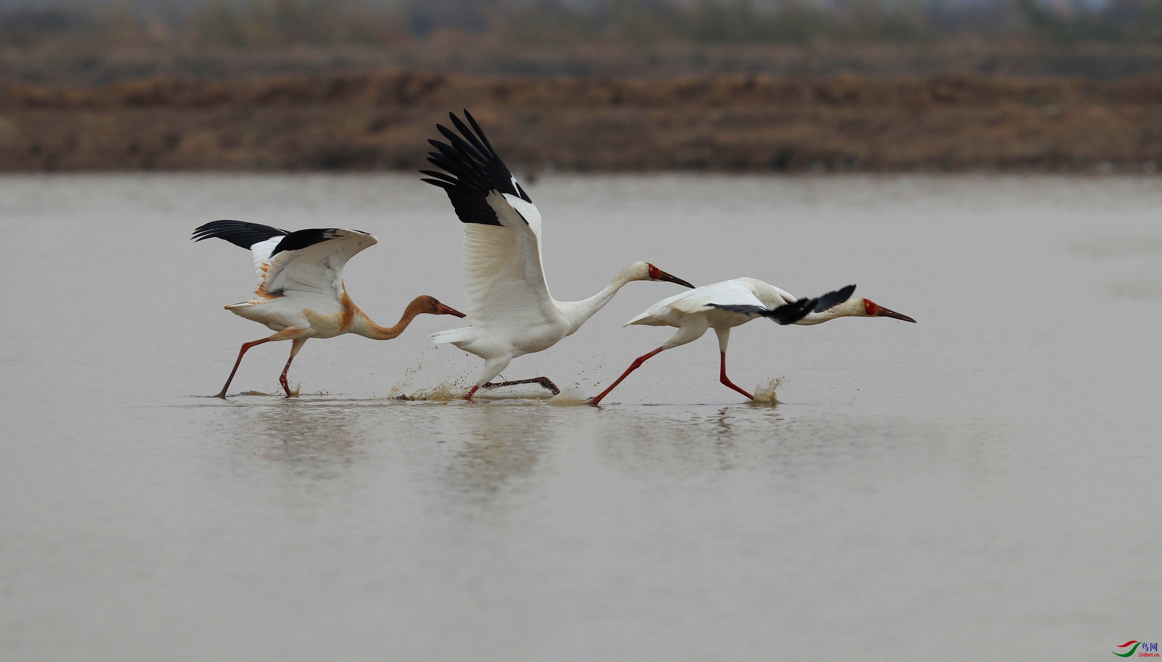 跟着大鹤学飞翔技能