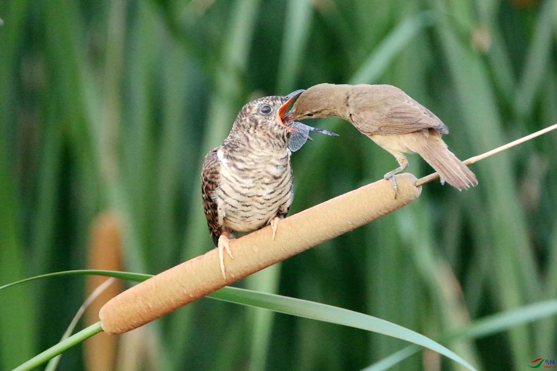 IMG_6517czx.jpg