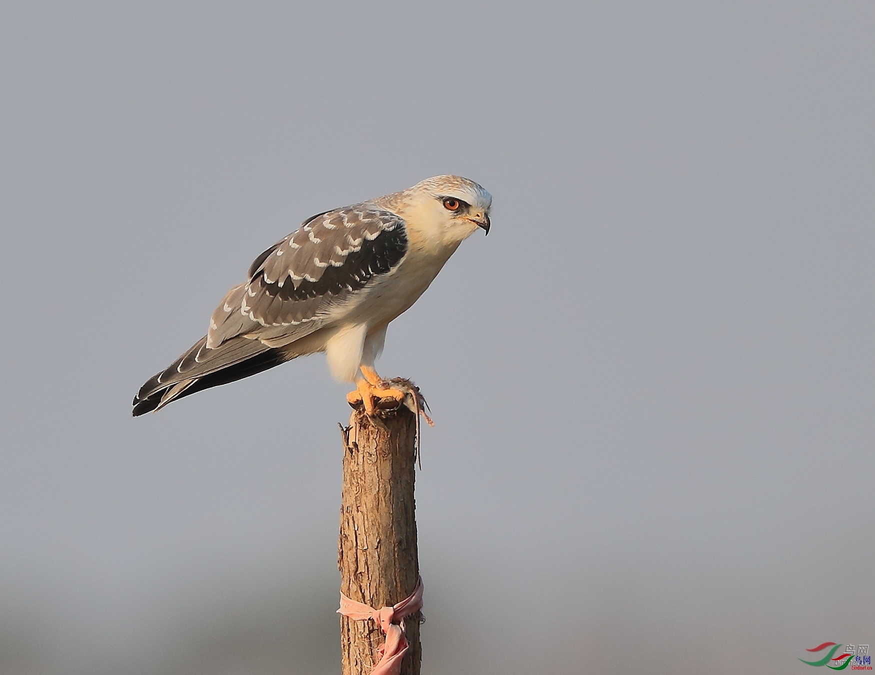 �ǲ� ��ʦ�����ںӱ�ʡʯ��ׯ��.jpg