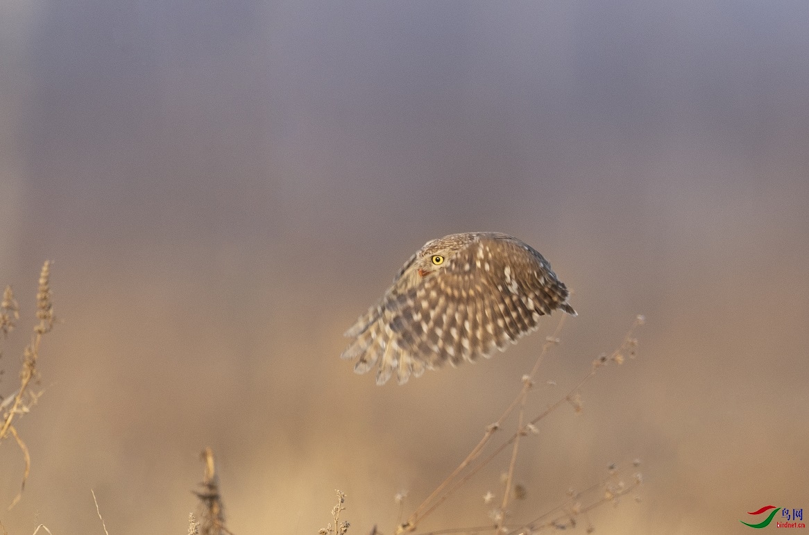 �۾�����