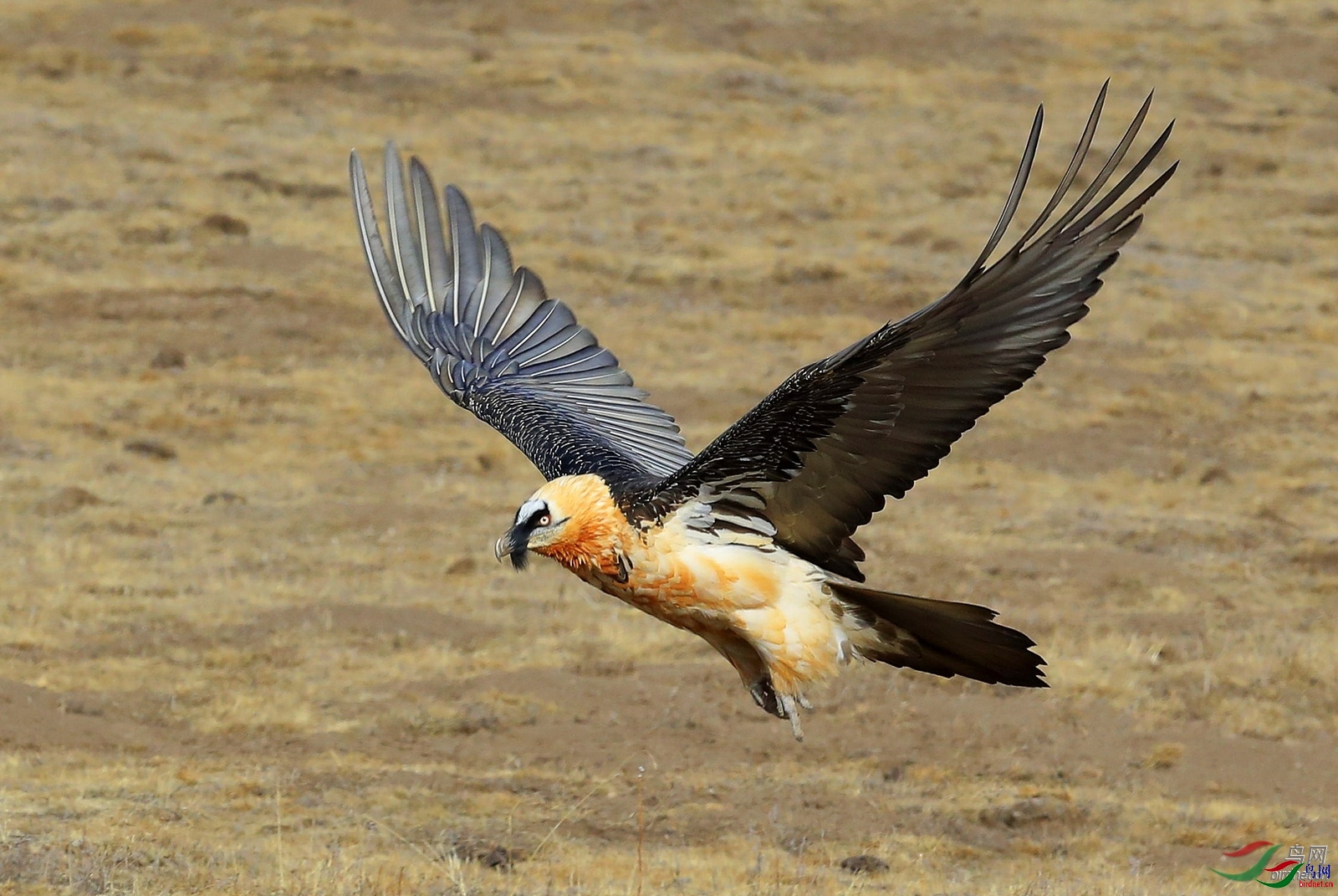 ��ƽbj  ��ʦ�������Ĵ�ʡ���β��������ݸ�����.jpg