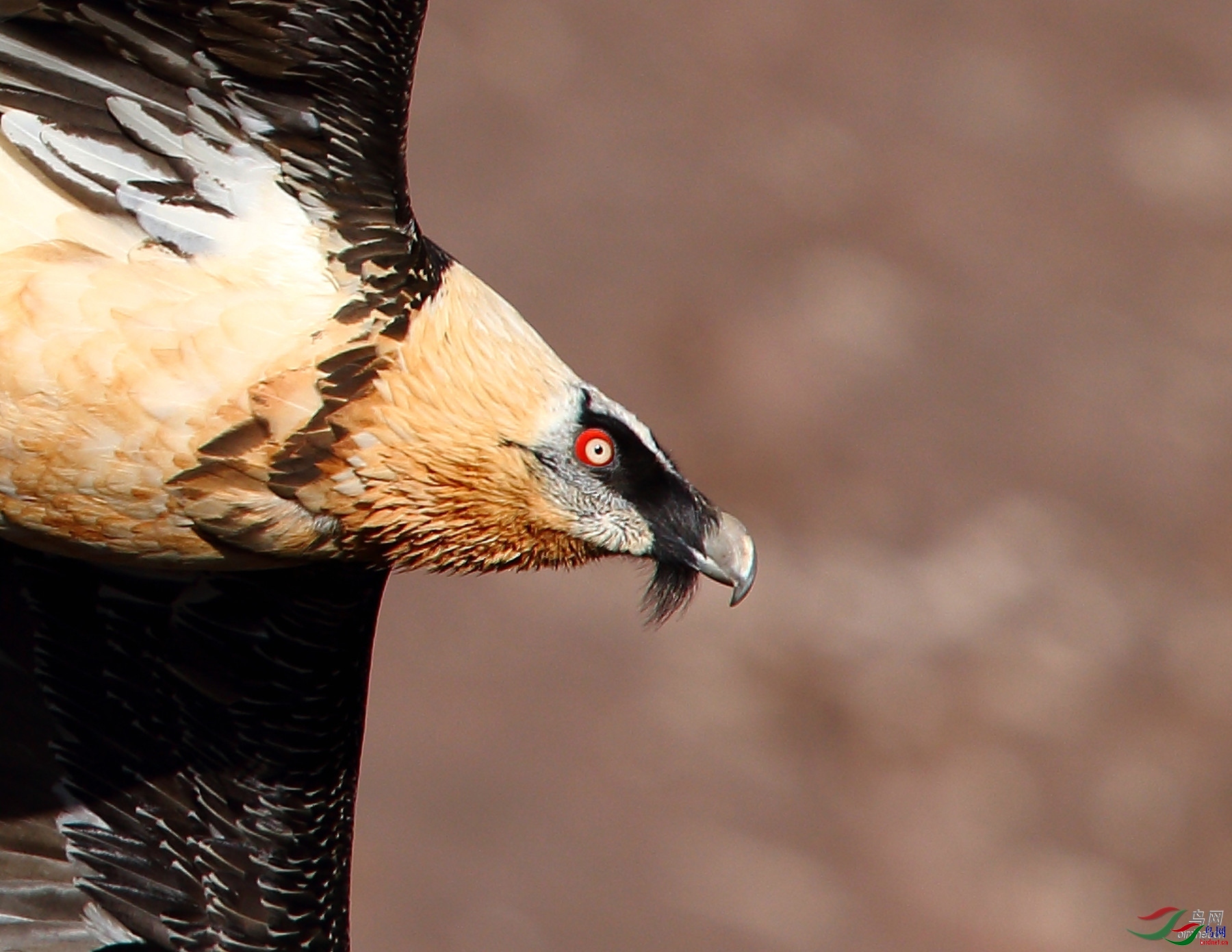 ������ӥ  ��ʦ�����ڸ���ʡ������.jpg