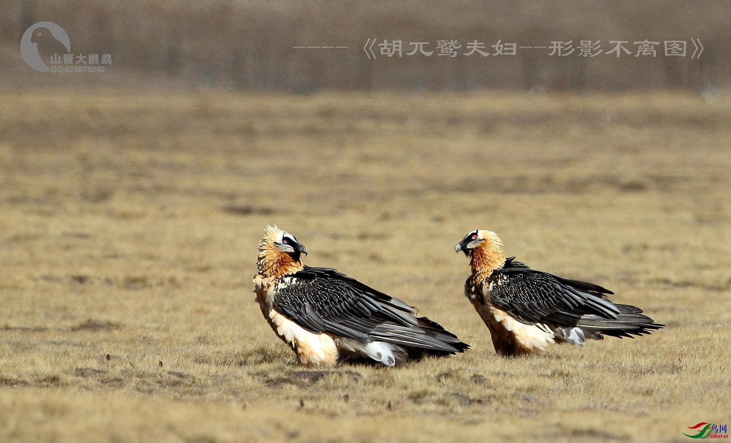 ɽ��������  ��ʦ�������ຣʡ������������ݣ�0.jpg