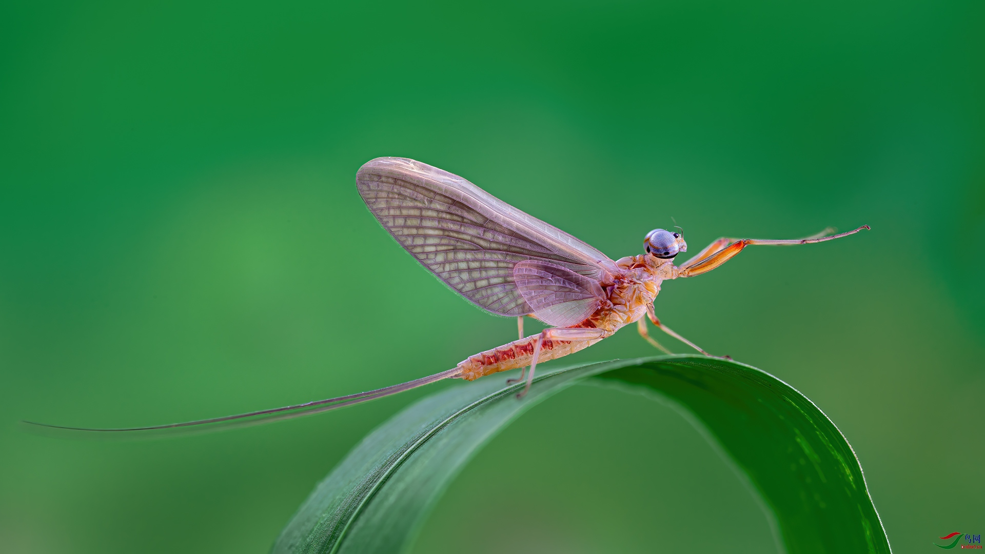 蜉蝣贺获首页精华