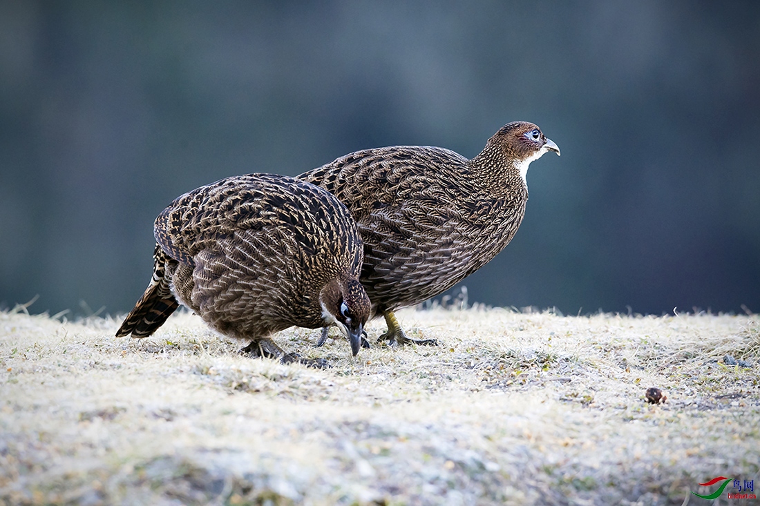 _DSC6056��β�������ƣ� (2).jpg