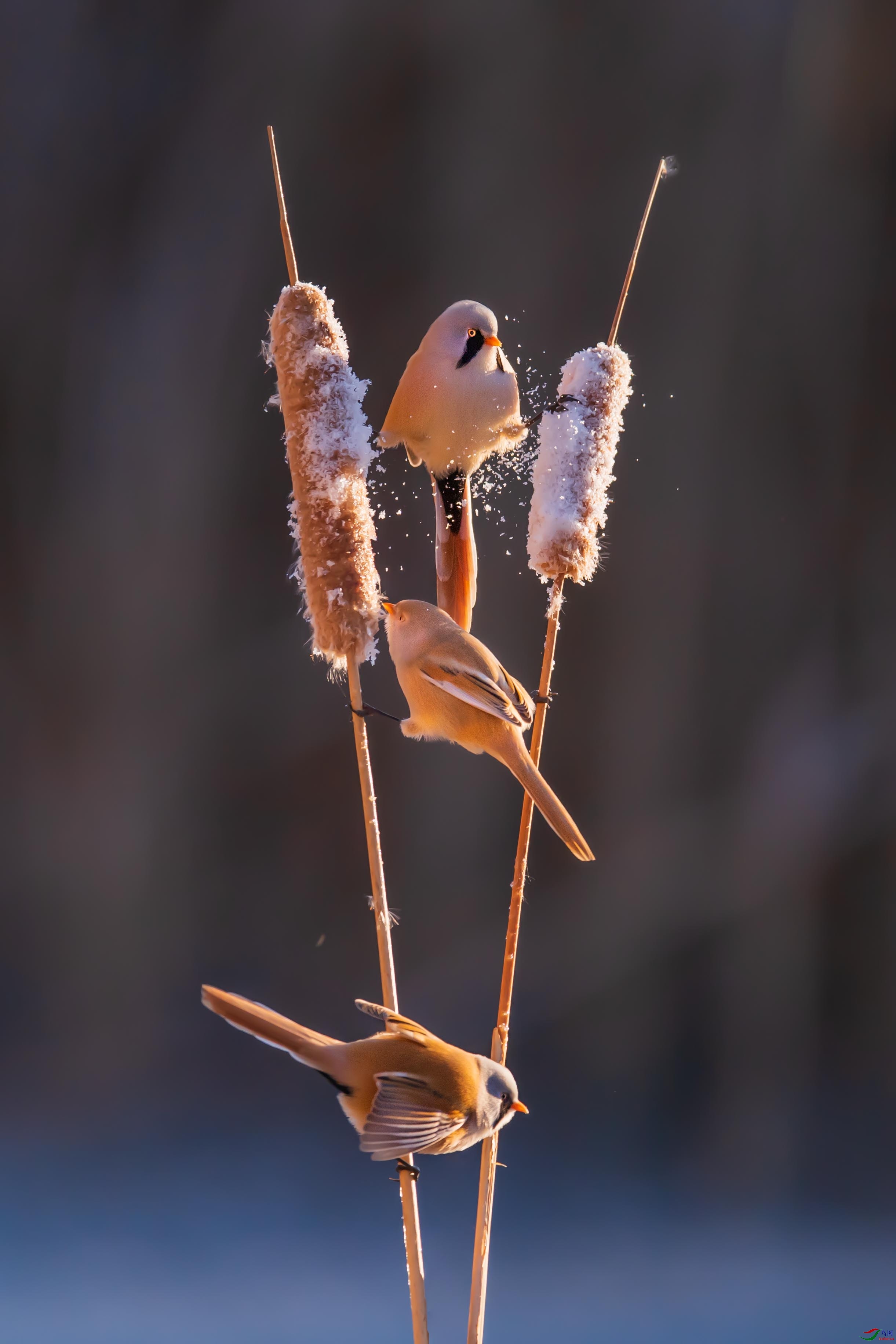 DSC_7410-1.jpg