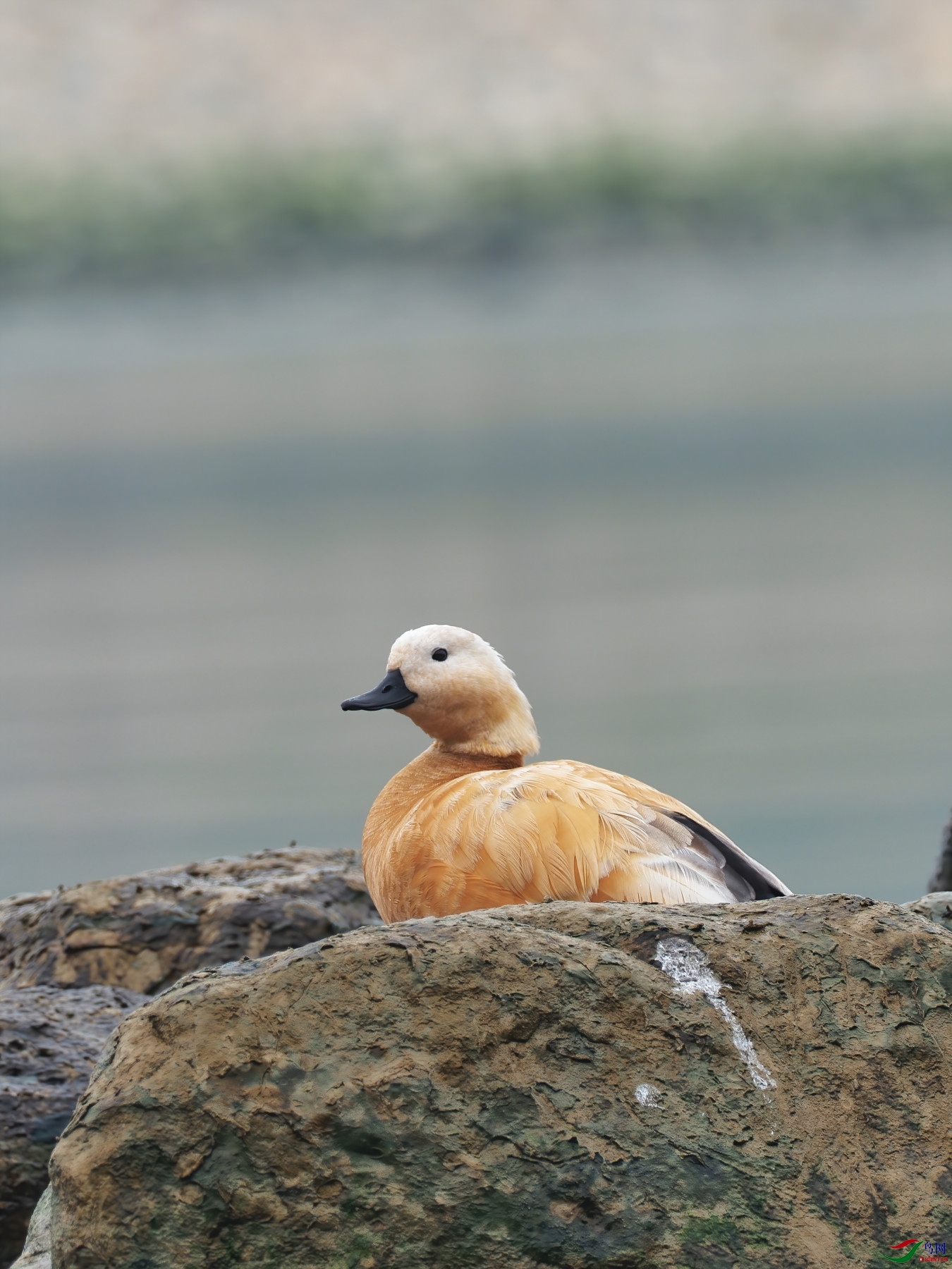 P1030209_DxO-d2.jpg