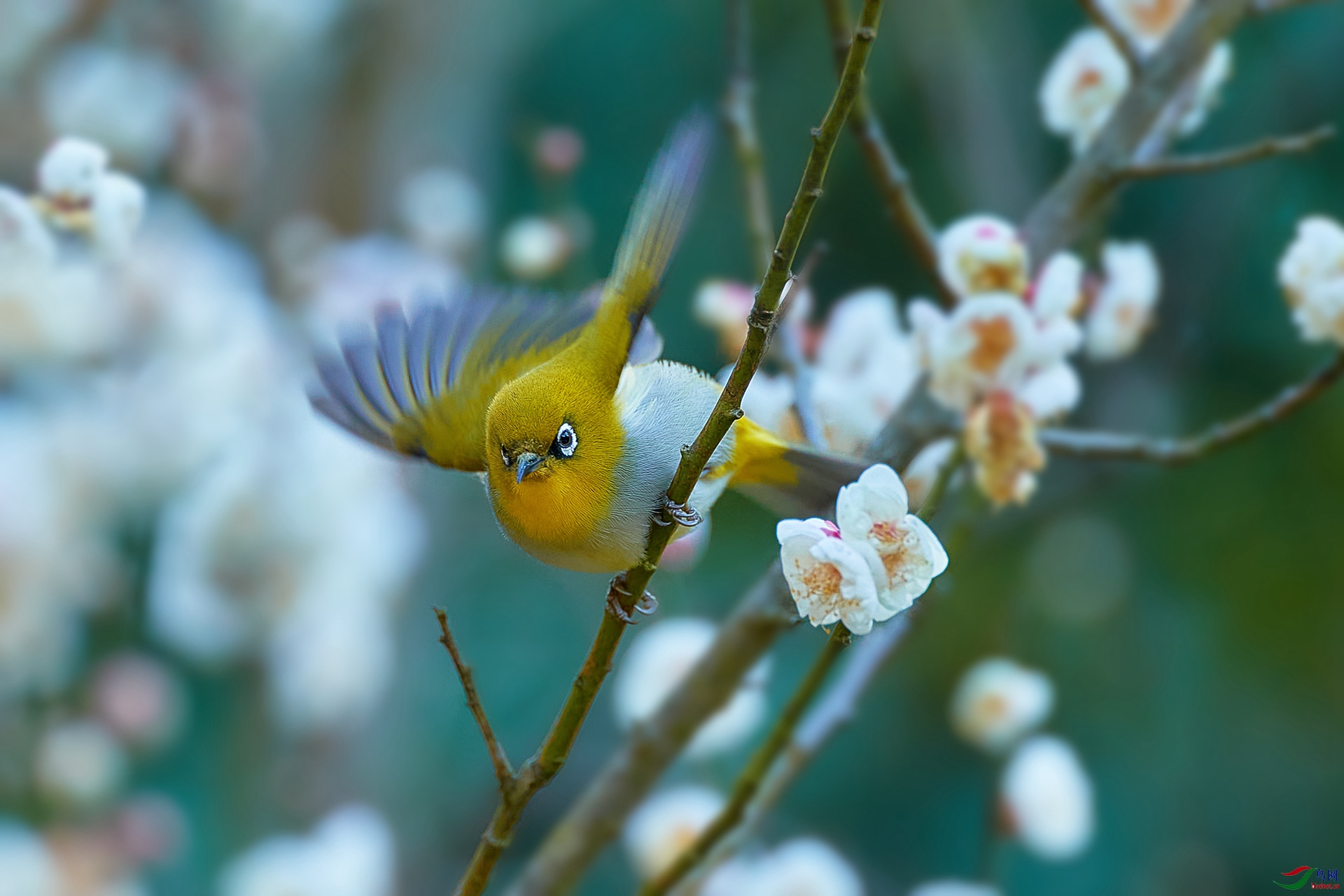 繡眼梅花