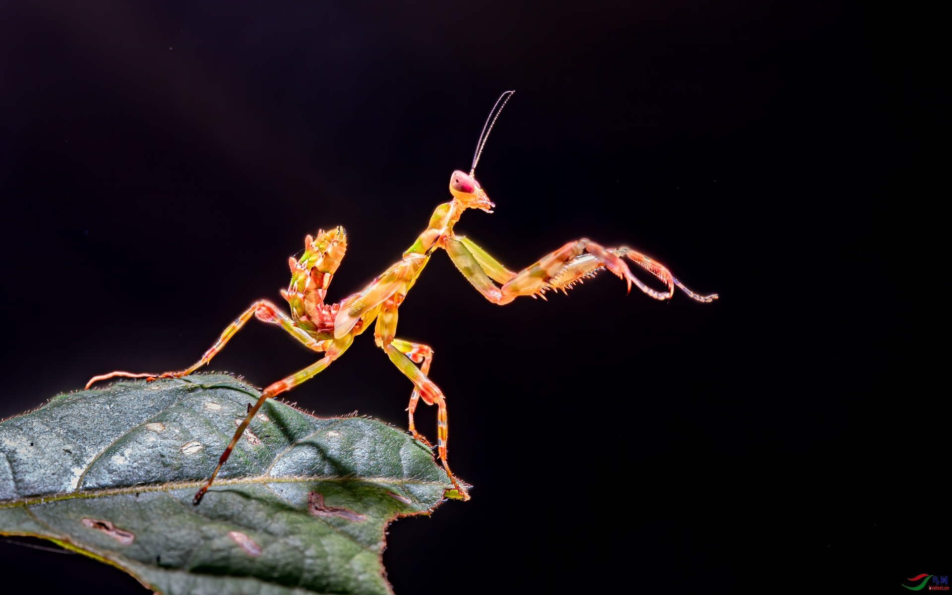 弧纹螳螂【荣获首页精华】