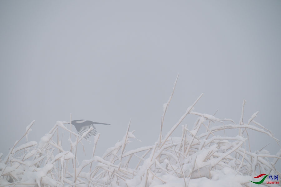 DSC00701.jpg
