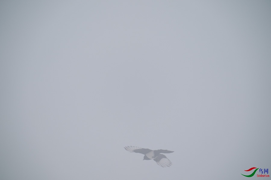 DSC00695.jpg