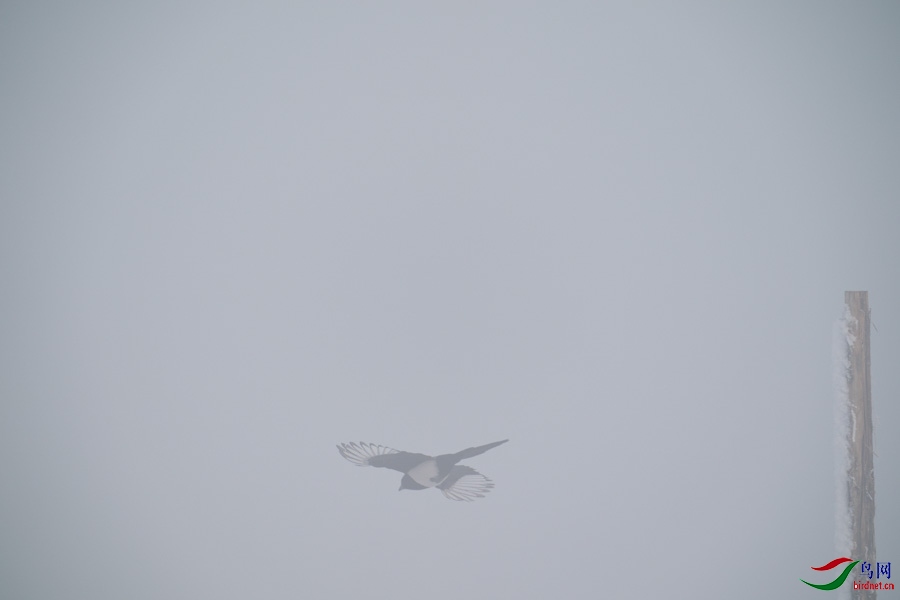 DSC00694.jpg