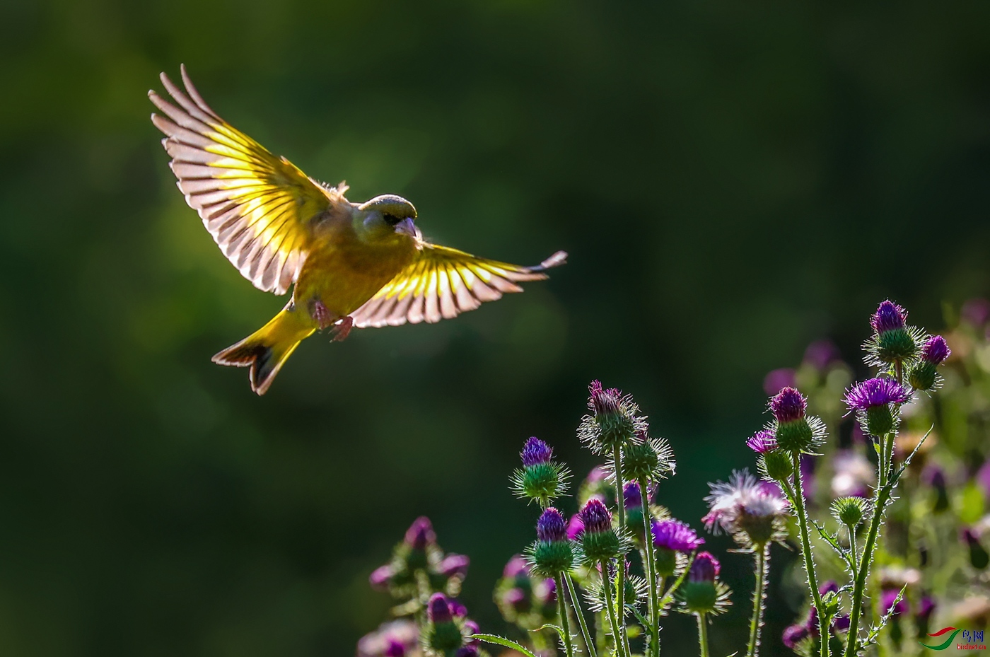 拍飞版金翅鸟点滴贺获图文精华