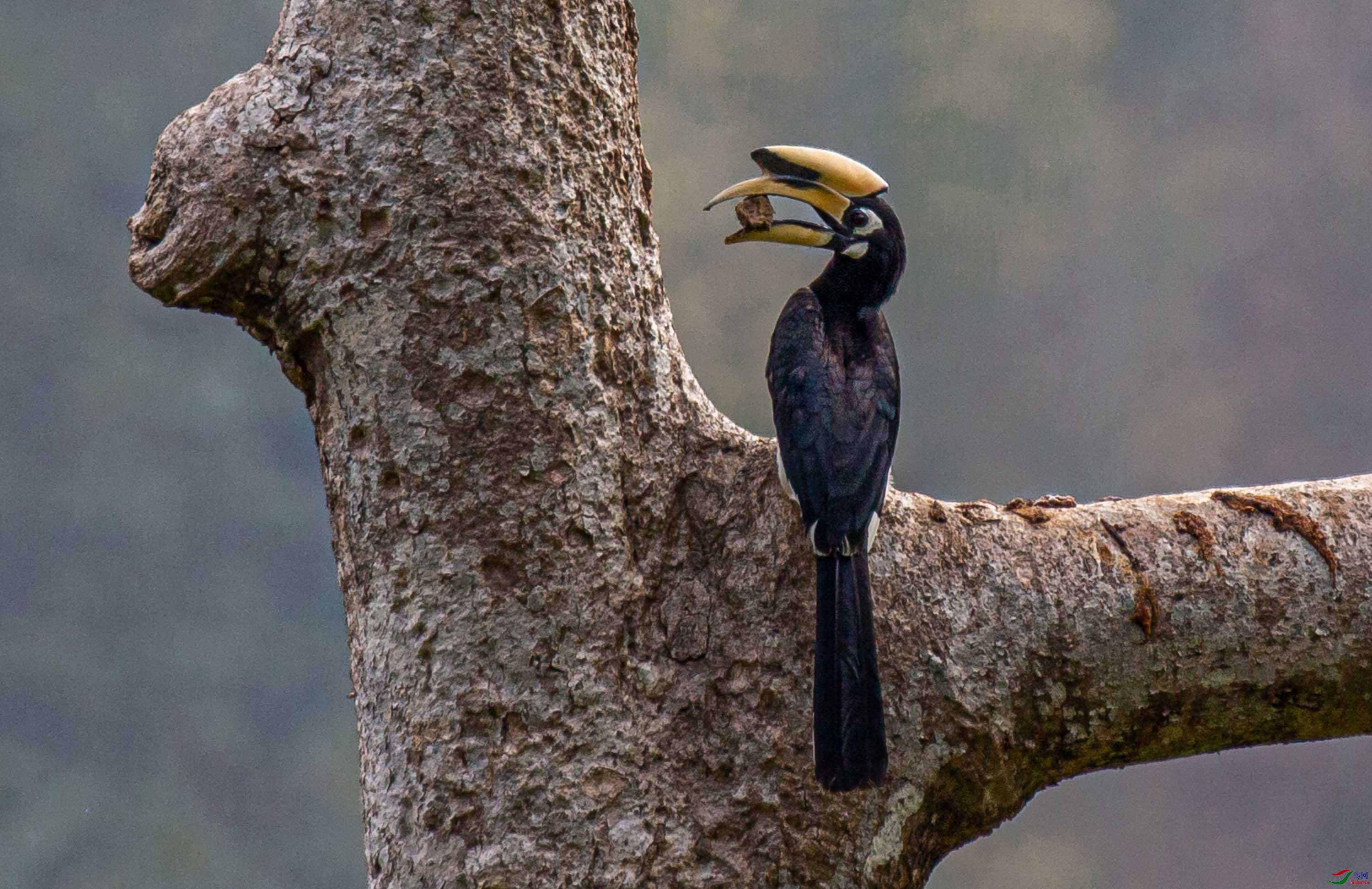 盈江见到的雄性冠斑犀鸟