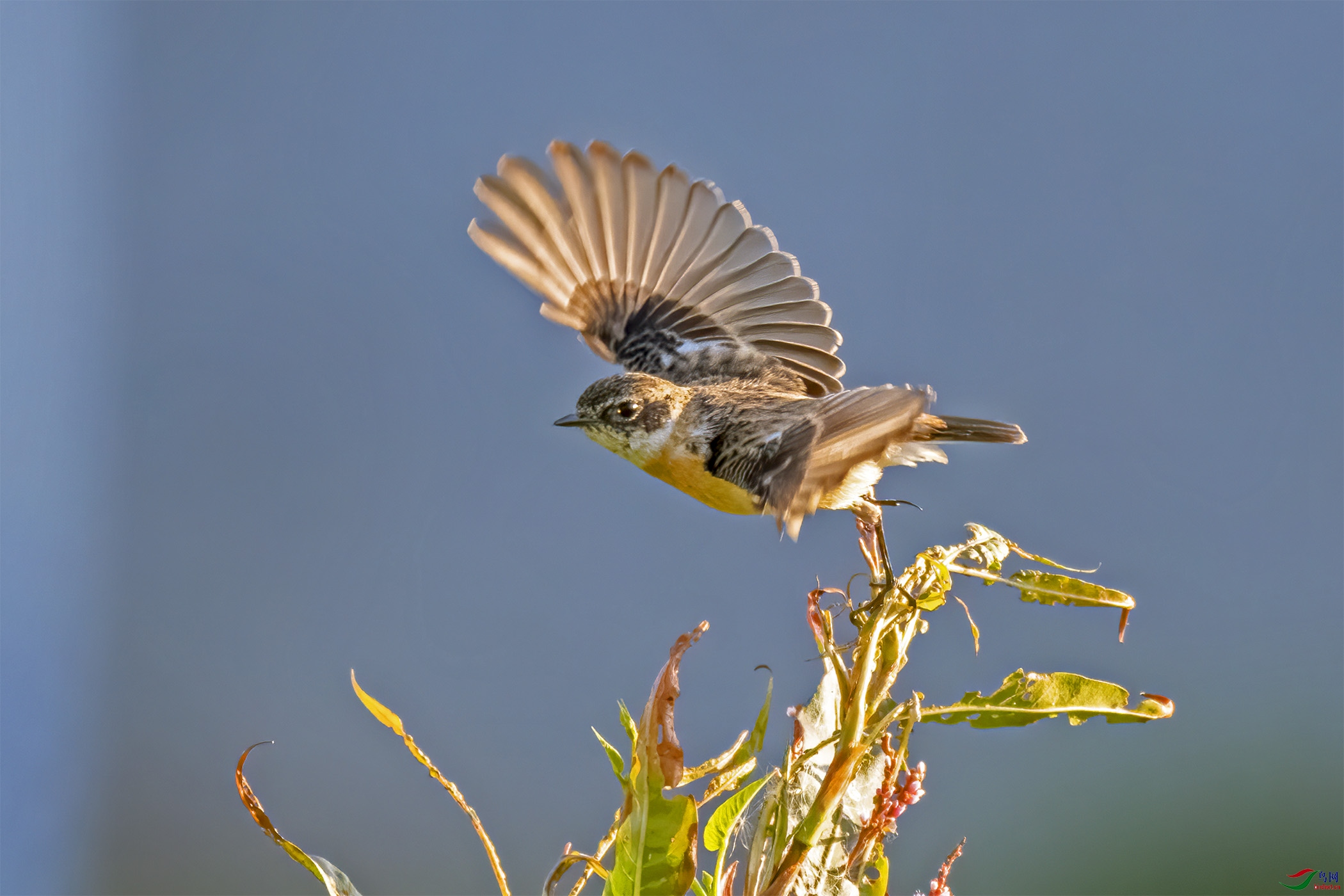 DSC_5737-1.jpg