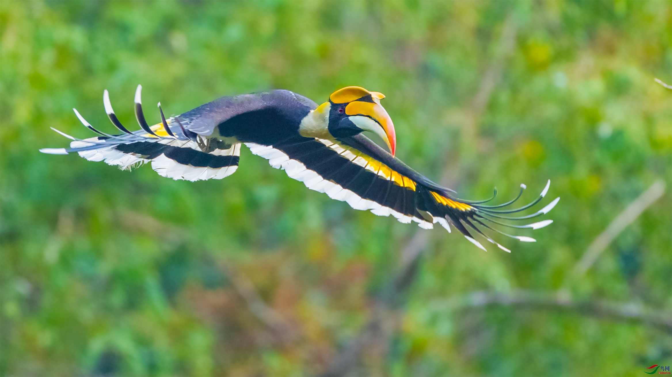 《大飞鸟》双角犀鸟 - (祝贺老师佳作荣获vip综合精华)