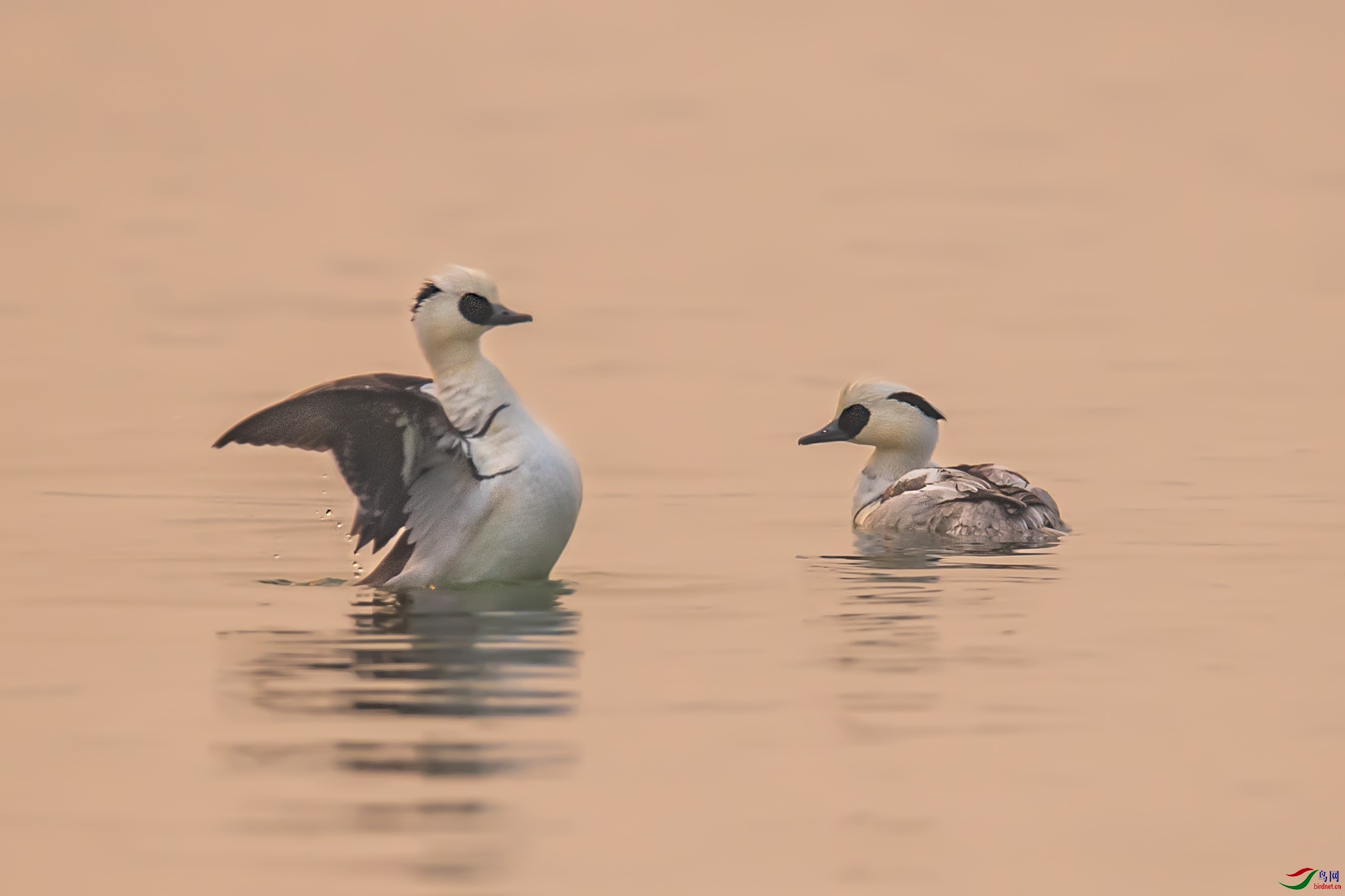DSC_7980-1.jpg