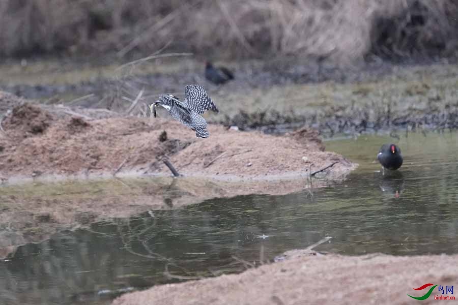 20180224-DSC01011-57 - ����.JPG