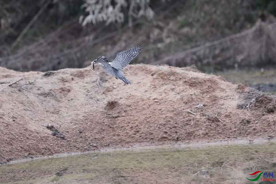 20180224-DSC01019-65 - ����.JPG