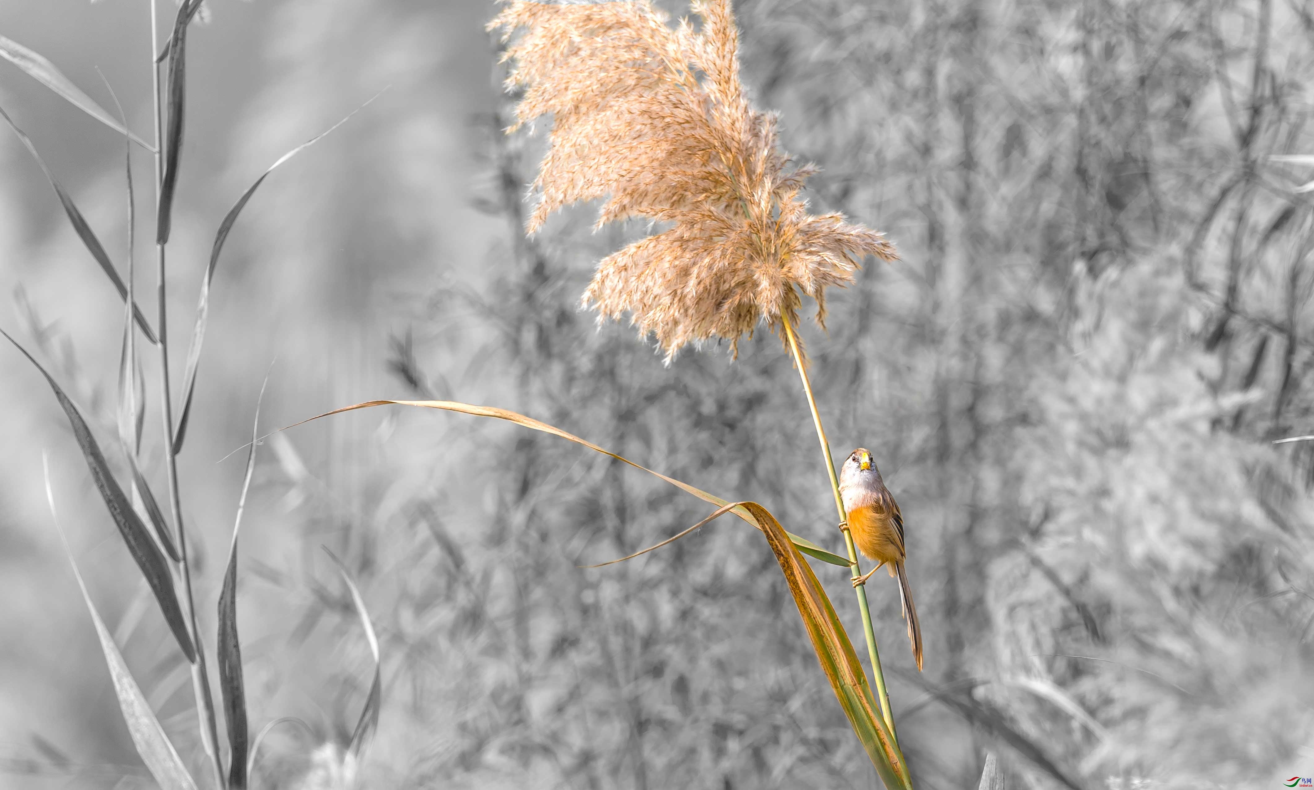DSC_9674a.jpg