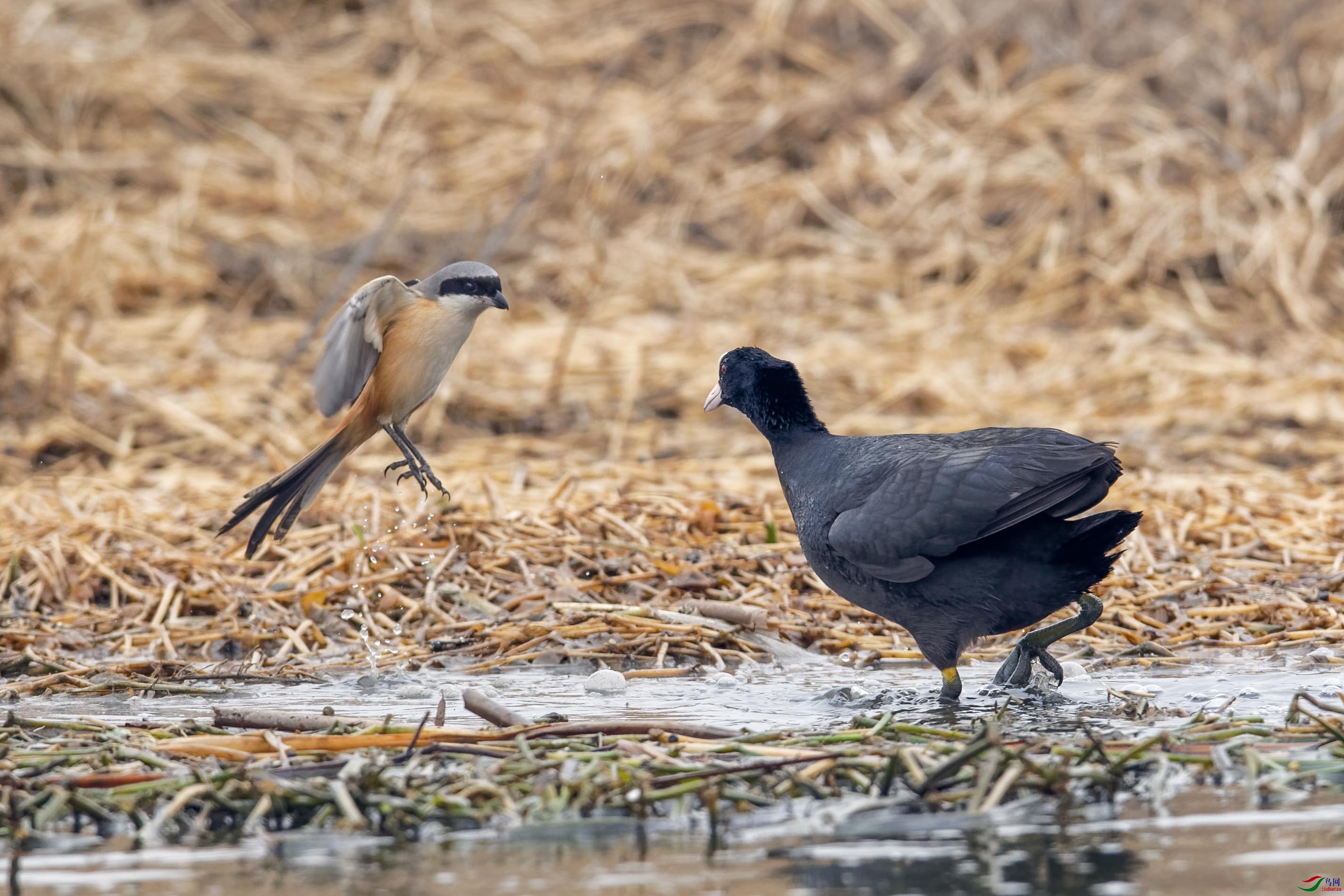 DSC_1899_DxO-1.jpg