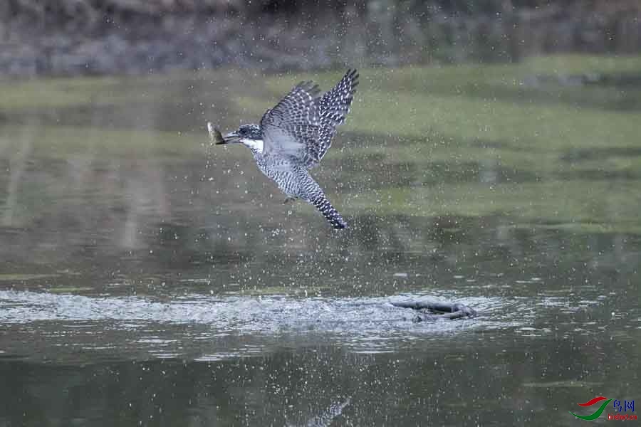 20180224-DSC00979-25 - ���� - ����.JPG