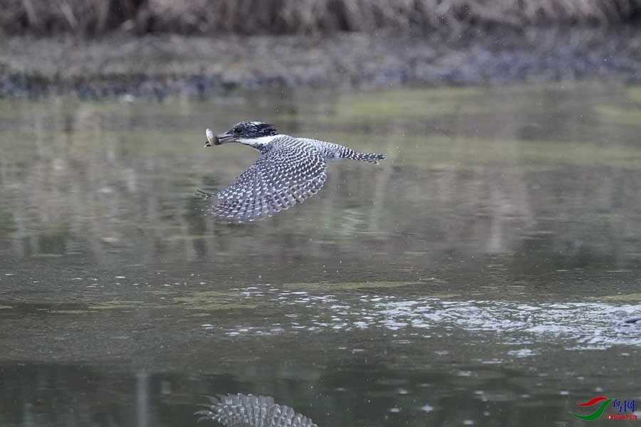 20180224-DSC00990-36 - ���� - ����.JPG