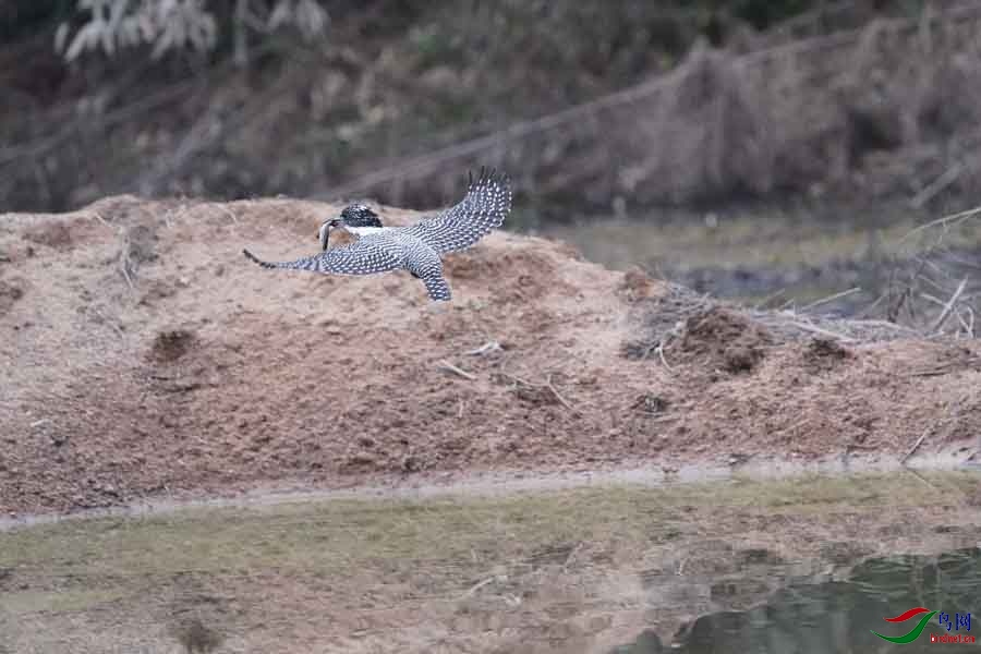 20180224-DSC01017-63 - ����.JPG