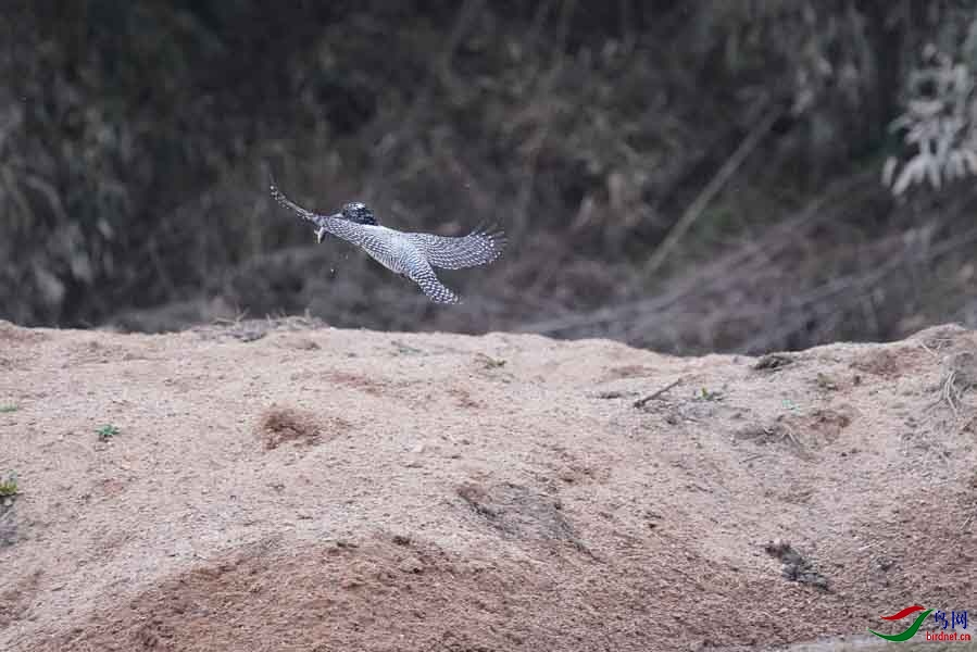 20180224-DSC01025-71 - ����.JPG