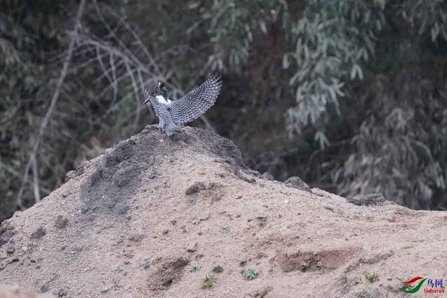 20180224-DSC01045-91 - ����.JPG