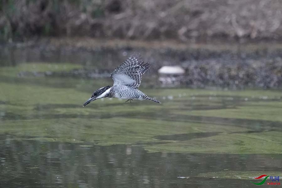 20180224-DSC00960-6 - ���� (2).JPG